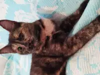 Ласковая кошечка ищет дом, фотография 2