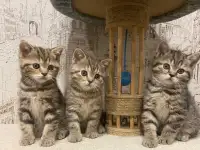 Шотландские замечательные котята