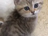Домашние животные, фотография 5