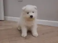 Щенки самоеда