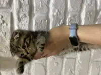 Шотландские котята, фотография 5