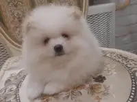Шпиц девочки, фотография 2