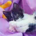 Кошечка,котенок,в дар., фотография 2