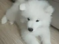 Щенки
