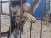 Нашлась собака, фотография 4