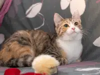 Кошка ОЛСИ ИЩЕТ дом, фотография 7