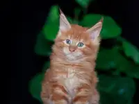 мальчик породы Мейн-кун, фотография 7