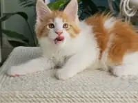 Котенок мейн кун из питомника, фотография 3