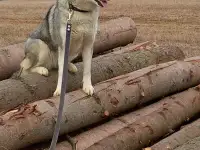 Хаски в дар, фотография 3