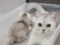 Котята шотландские, фотография 3
