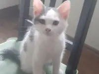 Отдам котят в хорошие руки, фотография 2
