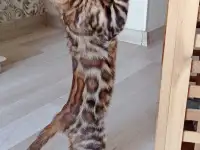 Чистокровные бенгальские котята, фотография 4