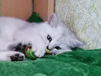 Британские серебристые котята, фотография 4