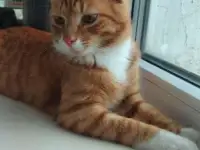 Отдам кота, фотография 3