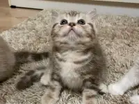 Шотландские мальчик скоттиш страйт и девочка скоттиш фолд, фотография 6