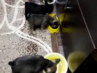 Французский бульдог, фотография 2