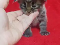 Котята мейн кун, фотография 4