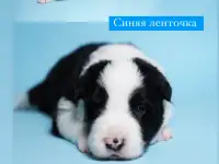 Щенки бордер колли, фотография 5