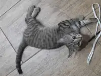 Котенок в дар, фотография 4