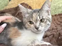 Кошечка ищет дом