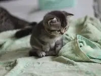 Шотладнские  вислоухие Скотиш страйт, фотография 7