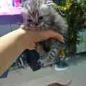 Шотландские котята, фотография 2