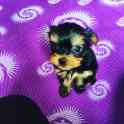 Щенки, фотография 8