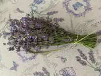 Лаванда свежесрезанная