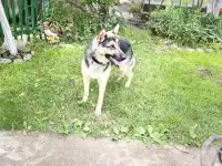 Бучь ищет новых хозяев  , кабель 1 год , есть прививки .