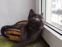 Скоттиш-страйт, шотландцы, фотография 6