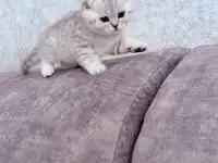 Шотландский вислоухий котенок, фотография 5