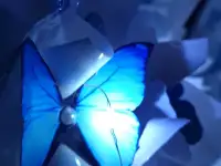 Букет из бабочек, фотография 2