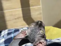 Котята канадского сфинкса, фотография 4