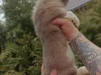 Щенки Вельш-Корги-Кардиган, фотография 10