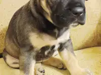 Эксклюзивная девочка Кане-Корсо, фотография 2