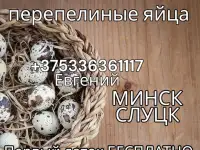 Яйца перепелов