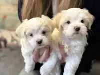 Продаются щенки мальтийской болонки