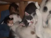 Отдам милых котят в добрые руки, фотография 3