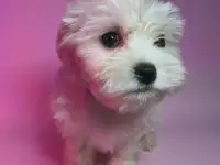 Щенки мальтезе, фотография 2