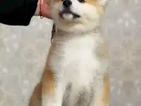 Акита