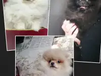 Померанский шпиц, щенки. Мини мишки, фотография 2