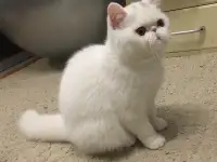 Белый экзотический котенок, фотография 4