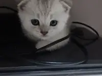 Шотландские котята, фотография 6