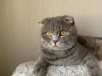 Отдадим кота в хорошие руки. 2 года, фотография 2
