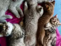 Шотландские котята. Скоттиш-страйт, фотография 8