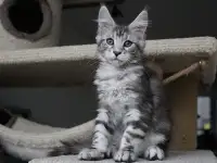 Очаровательная кошечка Мейн-кун!!!, фотография 3