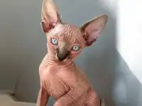 Котята канадского сфинкса, фотография 10