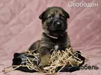 Щенки немецкой овчарки, фотография 2
