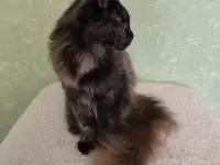 Котятa Мейн Куны (питомник), фотография 2