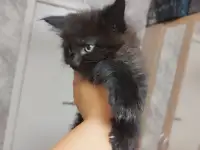 Котята, фотография 4